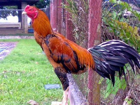 Ayam Jago: Unveiling the Secrets of Indonesia's Favorite Chicken Breed
