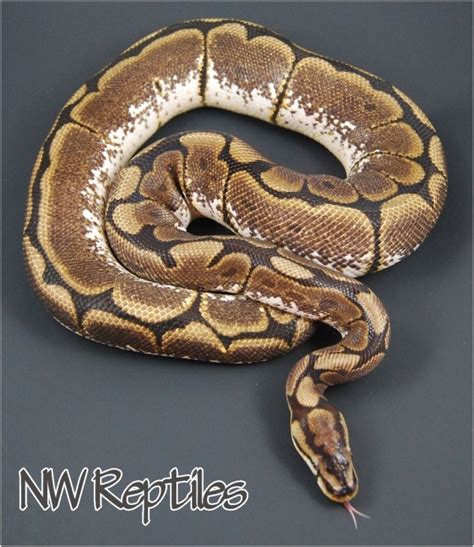 Spider Morphs Ball Python Health Issues